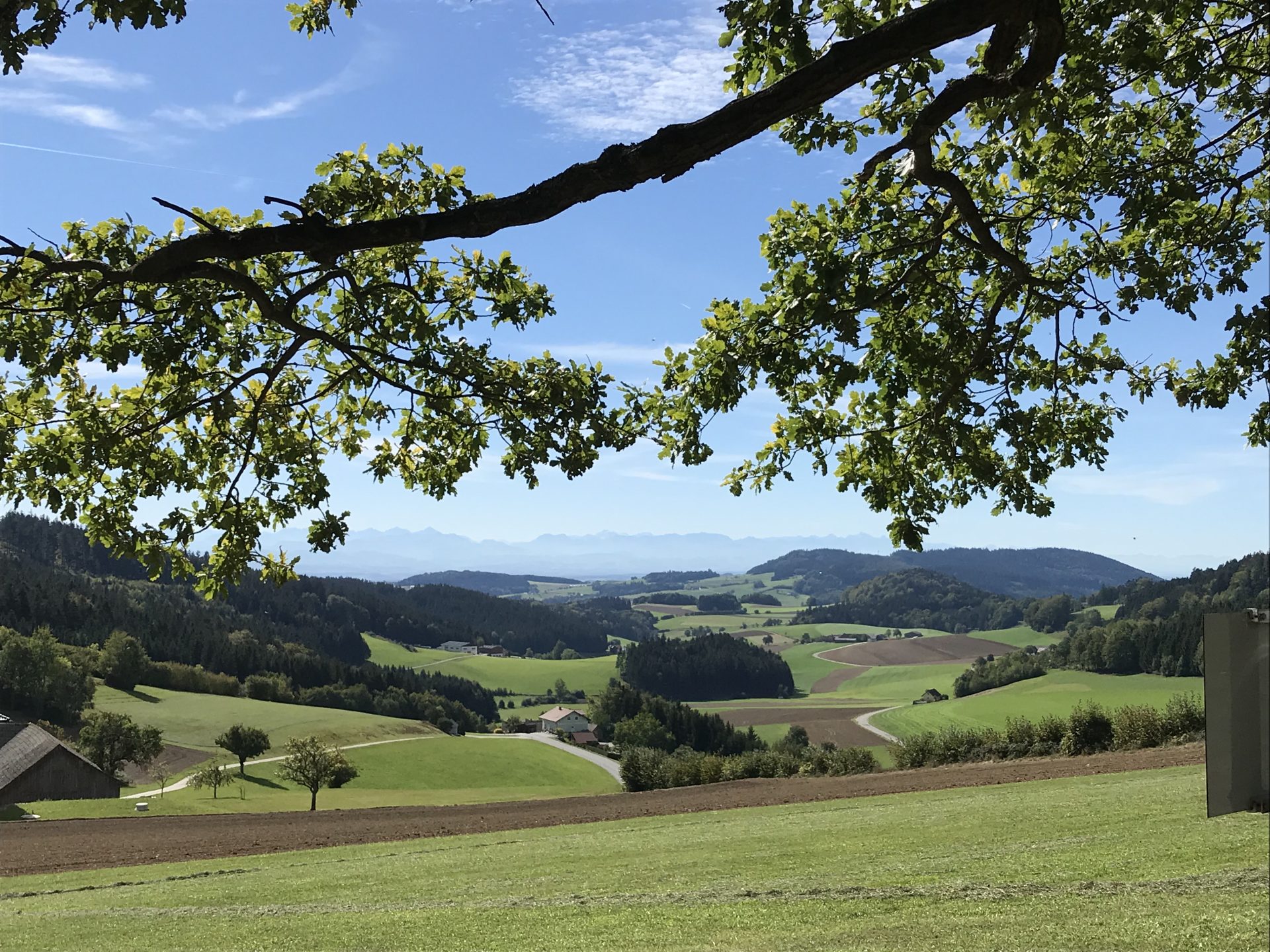 Die Wirkung von Würfelzucker Blog #7