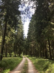 Viele Kilometer durch einen tiefen Wald geht's nun Richtung  Dorfstetten