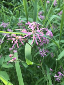 Wunderbare Fauna und Flora begleitet einem dabei