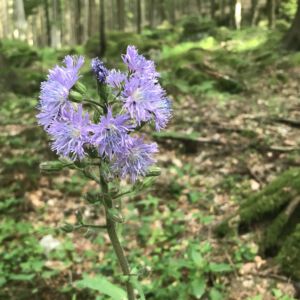 Seltene Waldblume
 (blaue Wiesenraute???)