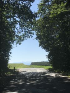 Die Kühle des Waldes ist ein Genuss