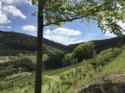 Wirtschaftszweig Wald