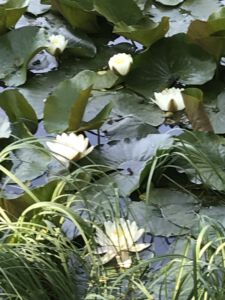 Romantik pur am Waldteich