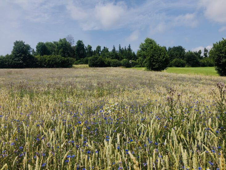 stille Weite des Waldviertels